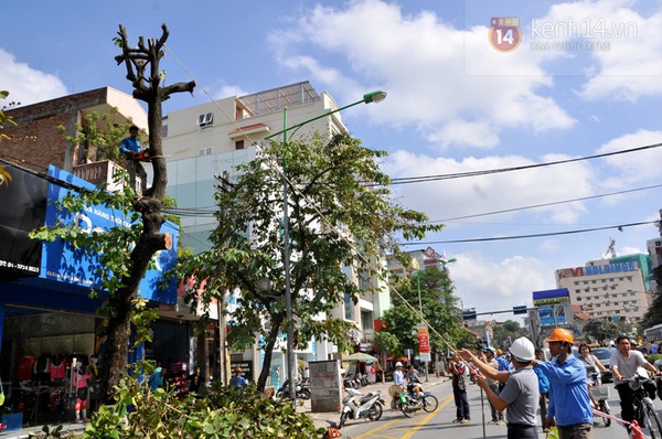 Hà Nội: Hàng loạt cây xanh trên đường Kim Mã được cắt bỏ và thay thế  8