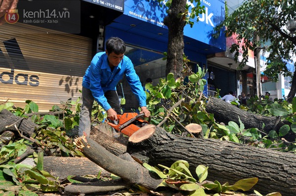 Hà Nội: Hàng loạt cây xanh trên đường Kim Mã được cắt bỏ và thay thế  9