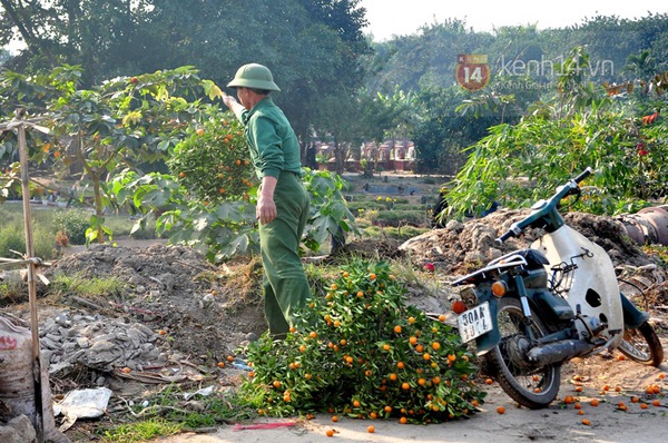 Hà Nội: Xót xa nhìn những cây quất tiền triệu chết khô  15