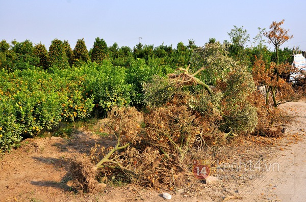 Hà Nội: Xót xa nhìn những cây quất tiền triệu chết khô  2