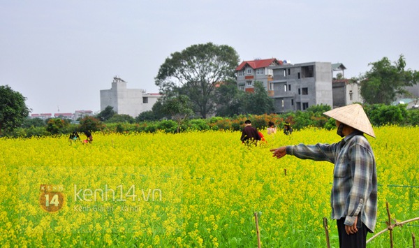 Hà Nội: Kiếm bạc triệu nhờ cho thuê vườn cải chụp ảnh vào dịp cuối tuần 7