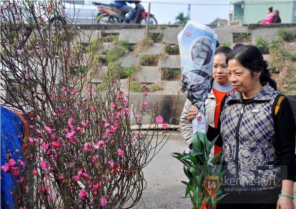 Hà Nội: Đào Nhật Tân giá gần nửa triệu ra phố đón Tết Dương lịch  9