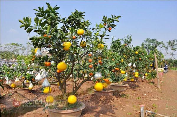 Hà Nội: Cận cảnh cây có 9 loại quả đón Tết Ất Mùi 1