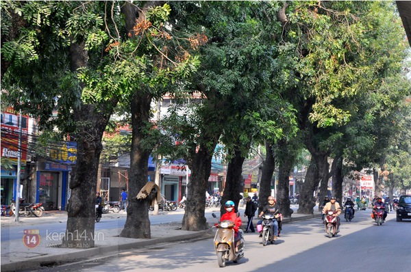 Hà Nội: Ngắm hàng cây xà cừ cổ thụ trước ngày bị “xóa sổ” hoàn toàn 1