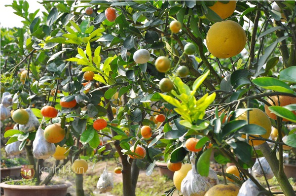 Hà Nội: Cận cảnh cây có 9 loại quả đón Tết Ất Mùi 6