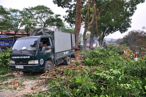 Hà Nội: Bắt đầu chặt hạ hàng cây xà cừ cổ trước cổng ĐH Giao thông vận tải  2