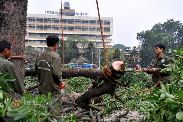 Hà Nội: Bắt đầu chặt hạ hàng cây xà cừ cổ trước cổng ĐH Giao thông vận tải  3