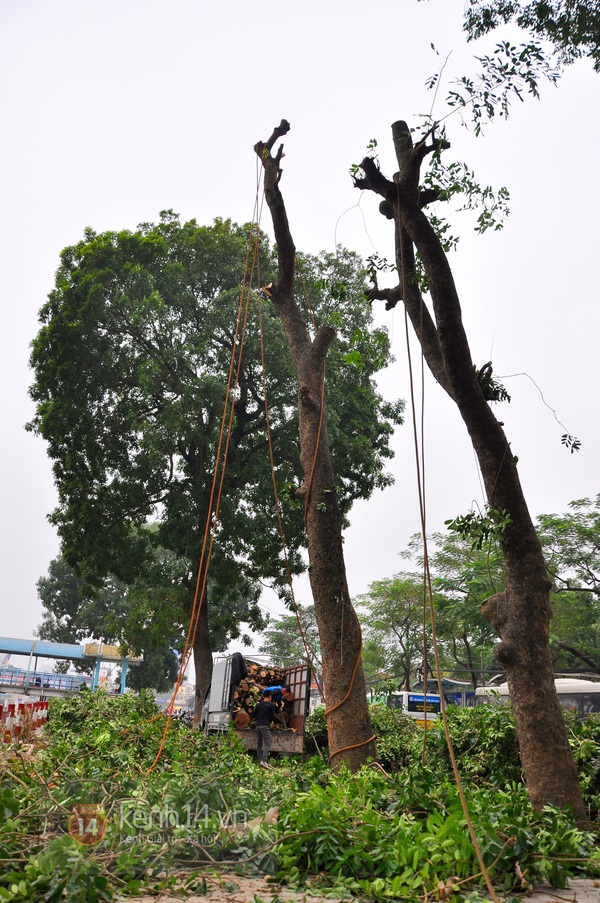 Hà Nội: Bắt đầu chặt hạ hàng cây xà cừ cổ trước cổng ĐH Giao thông vận tải  4