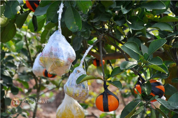 Hà Nội: Cận cảnh cây có 9 loại quả đón Tết Ất Mùi 4