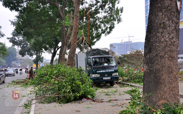 Hà Nội: Bắt đầu chặt hạ hàng cây xà cừ cổ trước cổng ĐH Giao thông vận tải  6