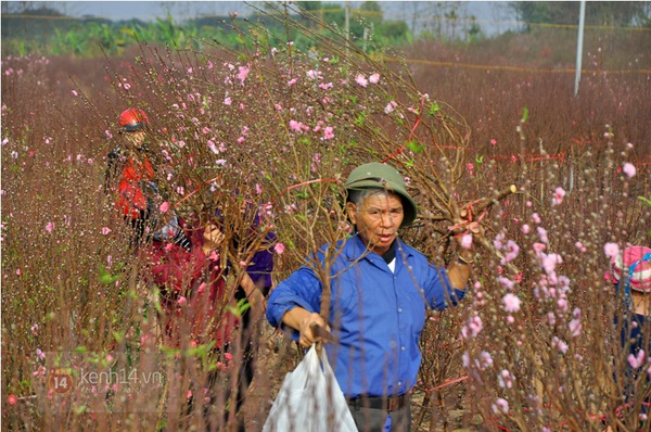 Trời ấm dài ngày, hoa đào đã rực rỡ khoe sắc khắp phố Hà Nội 5