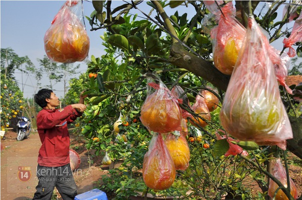 Hà Nội: Cận cảnh cây có 9 loại quả đón Tết Ất Mùi 5