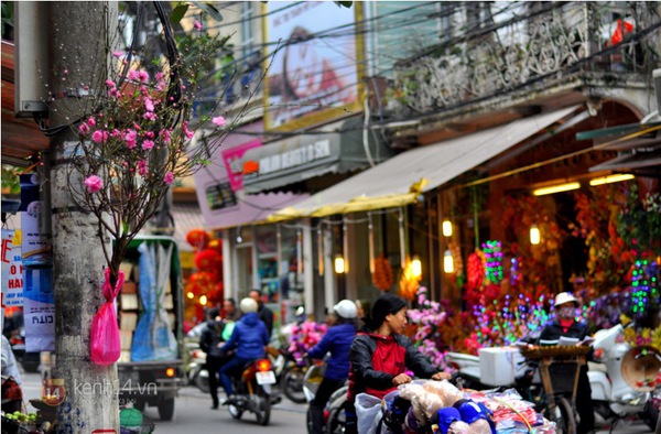 Người Hà Nội thích thú mua cành đào mini cho ngày Rằm tháng Chạp 8