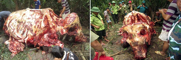 Thực trạng thương tâm của voi hoang dã ở Việt Nam 13