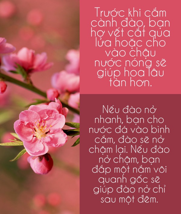 Các mẹo giữ hoa tươi lâu cho ngày Tết 2