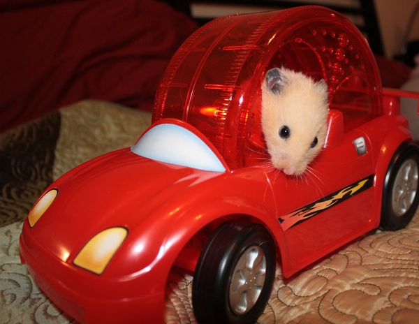 Xe đua dành riêng cho hamster 5