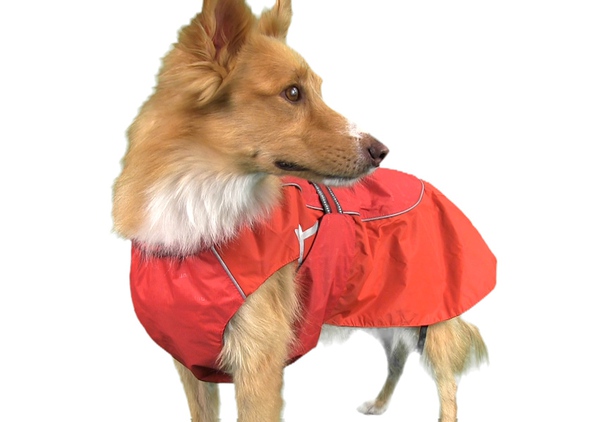 Áo mưa dành riêng cho chó hay đi "phượt" 2