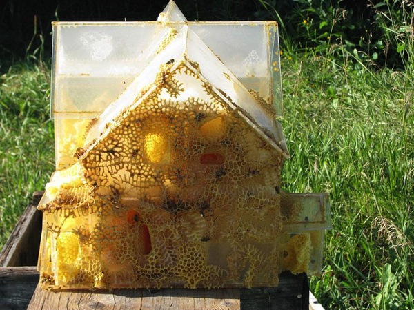 Những bức tượng 3D được làm bởi ong 6