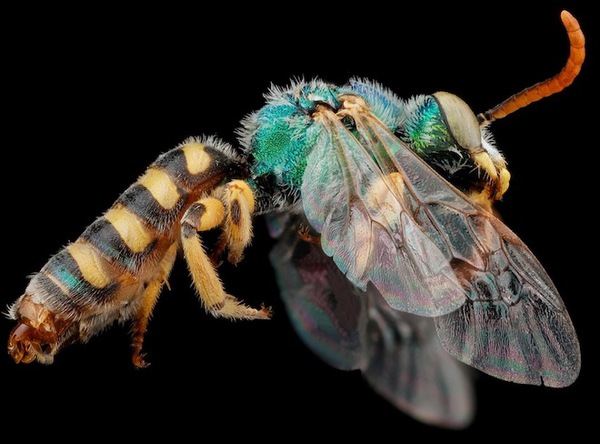 Màu sắc sặc sỡ của các loài ong 2