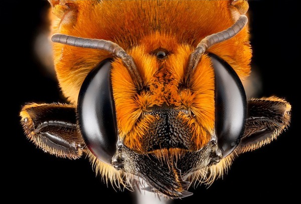 Màu sắc sặc sỡ của các loài ong 3