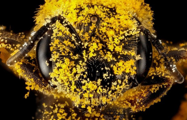 Màu sắc sặc sỡ của các loài ong 4
