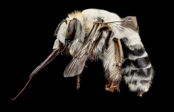 Màu sắc sặc sỡ của các loài ong 13