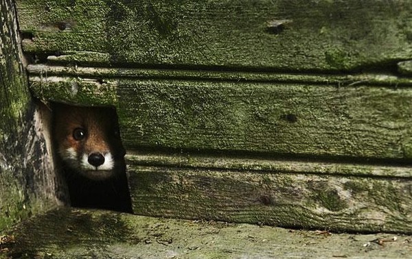 Những b&eacute; s&oacute;c, chồn si&ecirc;u dễ thương sống trong nh&agrave; hoang 2