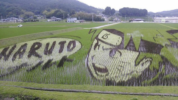 Mê mẩn nghệ thuật "trồng" tranh khổng lồ tại Nhật 10