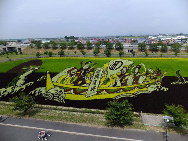 Mê mẩn nghệ thuật "trồng" tranh khổng lồ tại Nhật 9