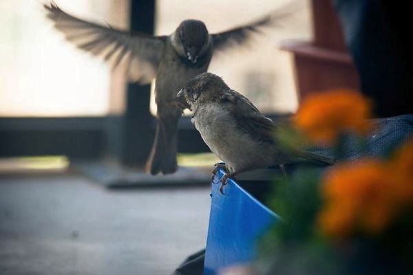 Câu chuyện cảm động có thật về chú chim sẻ mù bên bậu cửa 8