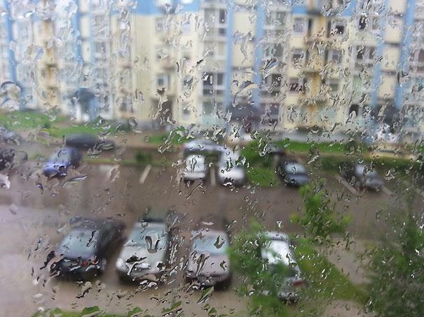C&acirc;u chuyện cảm động c&oacute; thật về ch&uacute; chim sẻ m&ugrave; b&ecirc;n bậu cửa 10