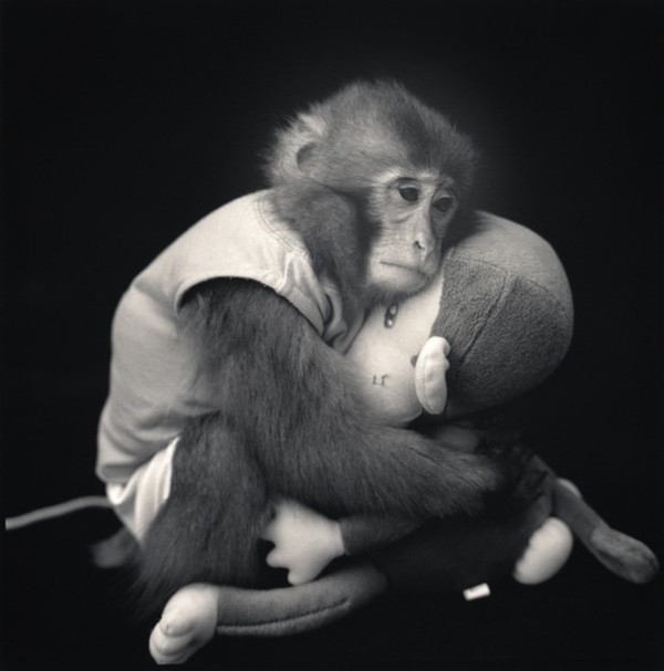 Xem khỉ biểu diễn loại hình sân khấu truyền thống Nhật Bản 4