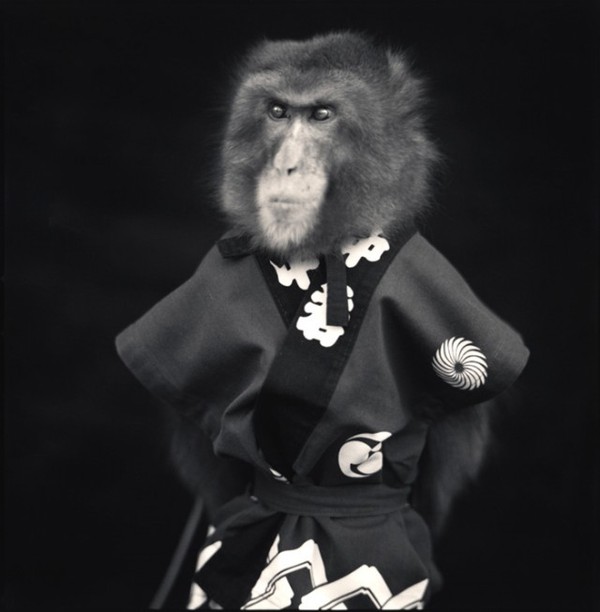 Xem khỉ biểu diễn loại hình sân khấu truyền thống Nhật Bản 5