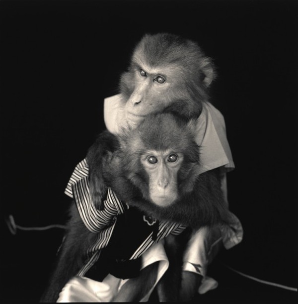 Xem khỉ biểu diễn loại hình sân khấu truyền thống Nhật Bản 9
