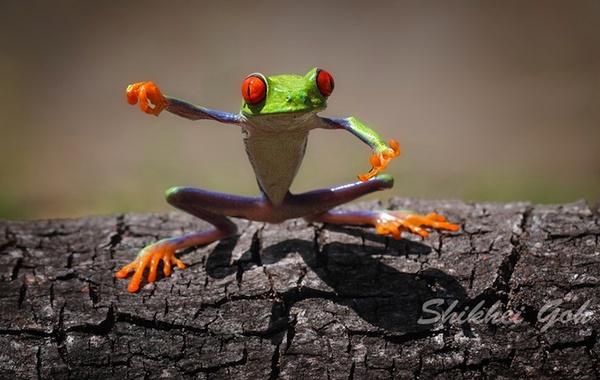 Chùm ảnh "ếch giống người" siêu dễ thương và sáng tạo 7