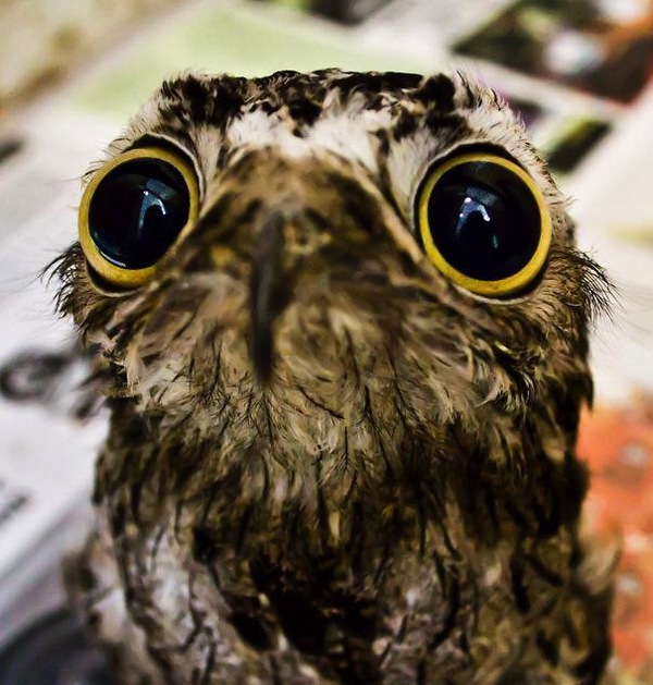 Chim Potoo: Loài chim... sợ hãi mọi lúc mọi nơi 1 Chim Potoo: Loài chim... sợ hãi mọi lúc mọi nơi 1