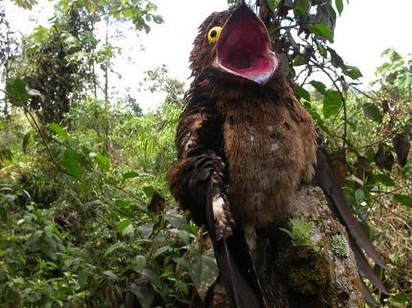 Chim Potoo: Lo&agrave;i chim... sợ h&atilde;i mọi l&uacute;c mọi nơi 3