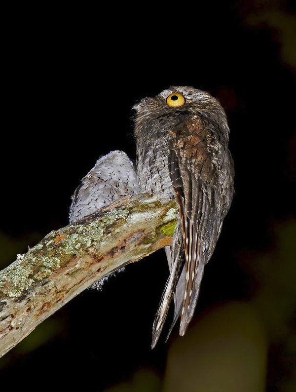 Chim Potoo: Lo&agrave;i chim... sợ h&atilde;i mọi l&uacute;c mọi nơi 4