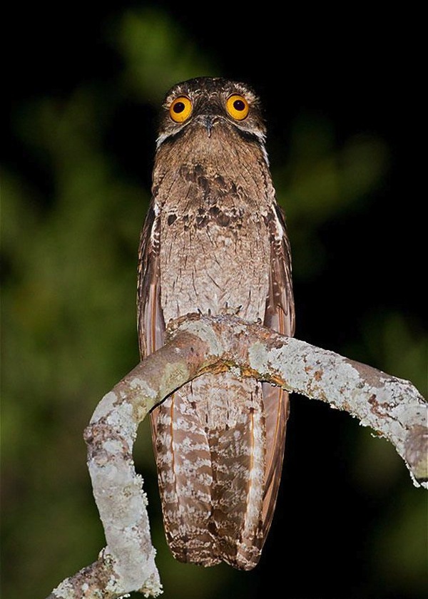 Chim Potoo: Lo&agrave;i chim... sợ h&atilde;i mọi l&uacute;c mọi nơi 5