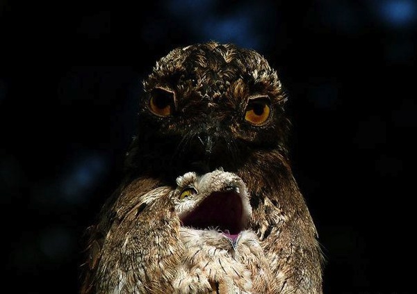 Chim Potoo: Lo&agrave;i chim... sợ h&atilde;i mọi l&uacute;c mọi nơi 6