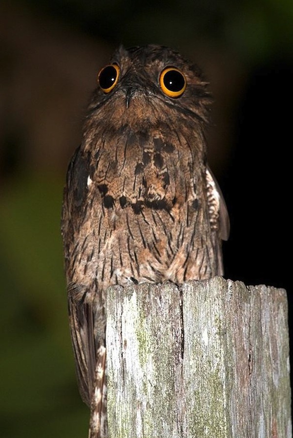 Chim Potoo: Lo&agrave;i chim... sợ h&atilde;i mọi l&uacute;c mọi nơi 8