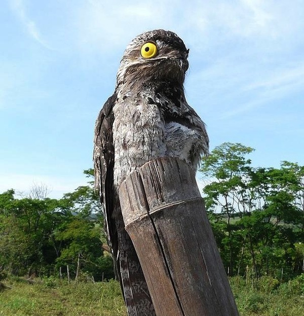 Chim Potoo: Loài chim... sợ hãi mọi lúc mọi nơi 9 Chim Potoo: Loài chim... sợ hãi mọi lúc mọi nơi 9