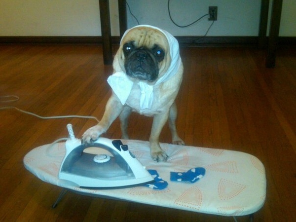 24 l&yacute; do biến Pug th&agrave;nh một trong những lo&agrave;i ch&oacute; được y&ecirc;u th&iacute;ch nhất 2