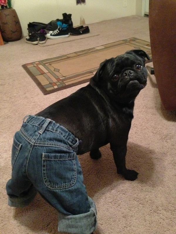 24 l&yacute; do biến Pug th&agrave;nh một trong những lo&agrave;i ch&oacute; được y&ecirc;u th&iacute;ch nhất 7
