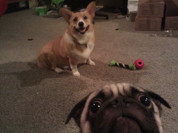24 l&yacute; do biến Pug th&agrave;nh một trong những lo&agrave;i ch&oacute; được y&ecirc;u th&iacute;ch nhất 9