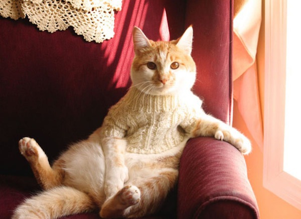 Bộ ảnh mèo xinh mặc áo len ngộ nghĩnh 2
