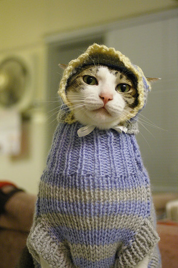 Bộ ảnh mèo xinh mặc áo len ngộ nghĩnh 4