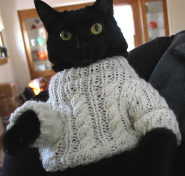Bộ ảnh mèo xinh mặc áo len ngộ nghĩnh 7