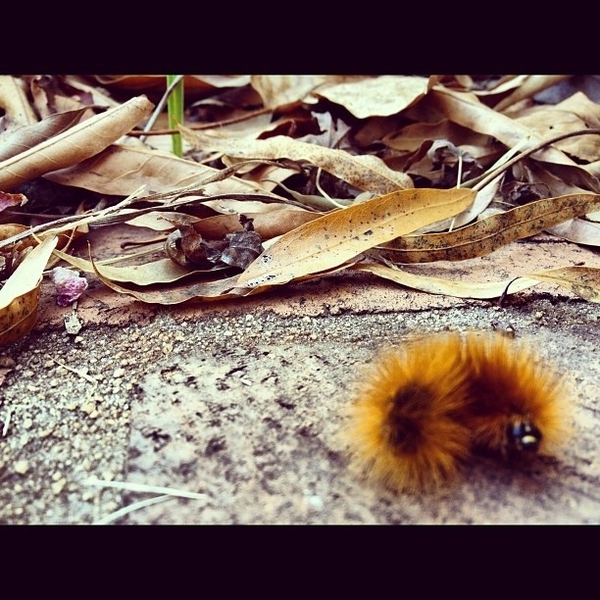 13 bức h&igrave;nh chứng minh s&acirc;u bướm dễ thương hơn bạn nghĩ 10