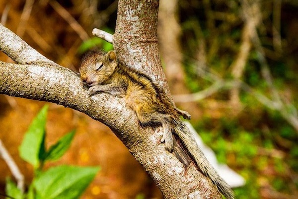 Bộ ảnh s&oacute;c con ham ngủ dễ thương &ldquo;kh&oacute; đỡ&rdquo; 17